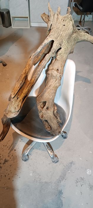 Korzeń XXL 115 cm!