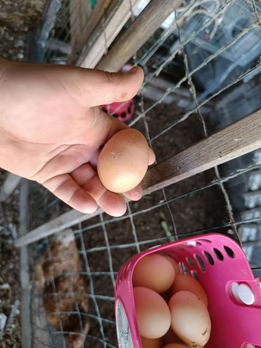 Ovos de galinha caseiros