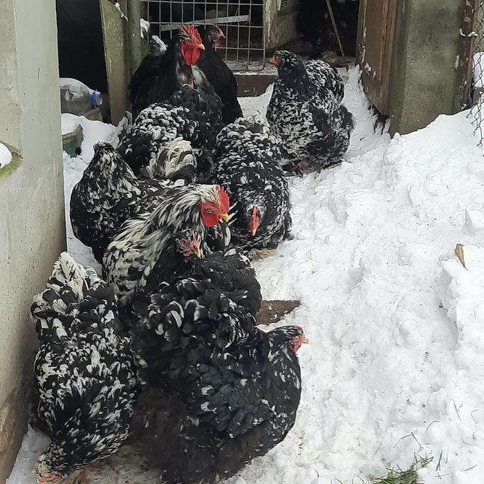 Кури.Мармуровий кохінхін.