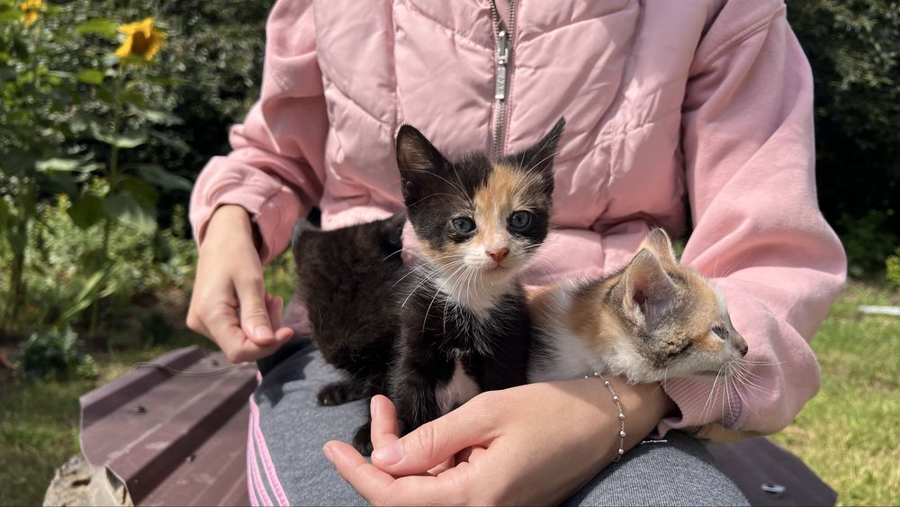 Котики безкоштовно