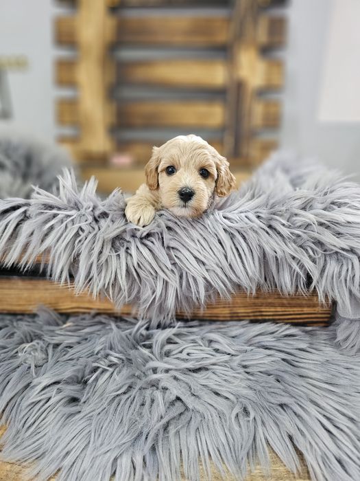 ZAREZERWOWANY  Maltipoo F1 cudny chłopiec