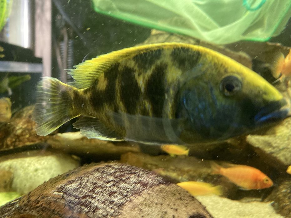 Pyszczaki Mix Pseudotropheus Saulosi