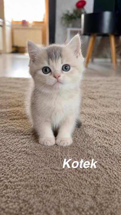 Kotek brytyjski śliczny
