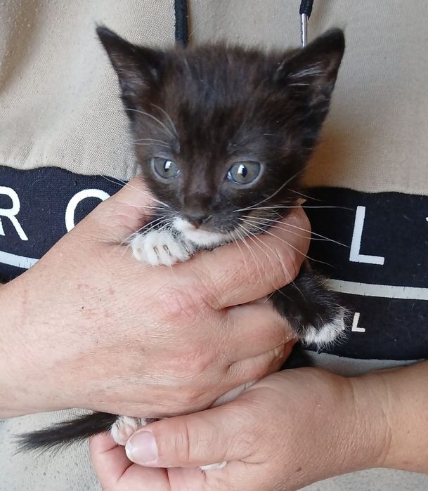 Gata para adoção