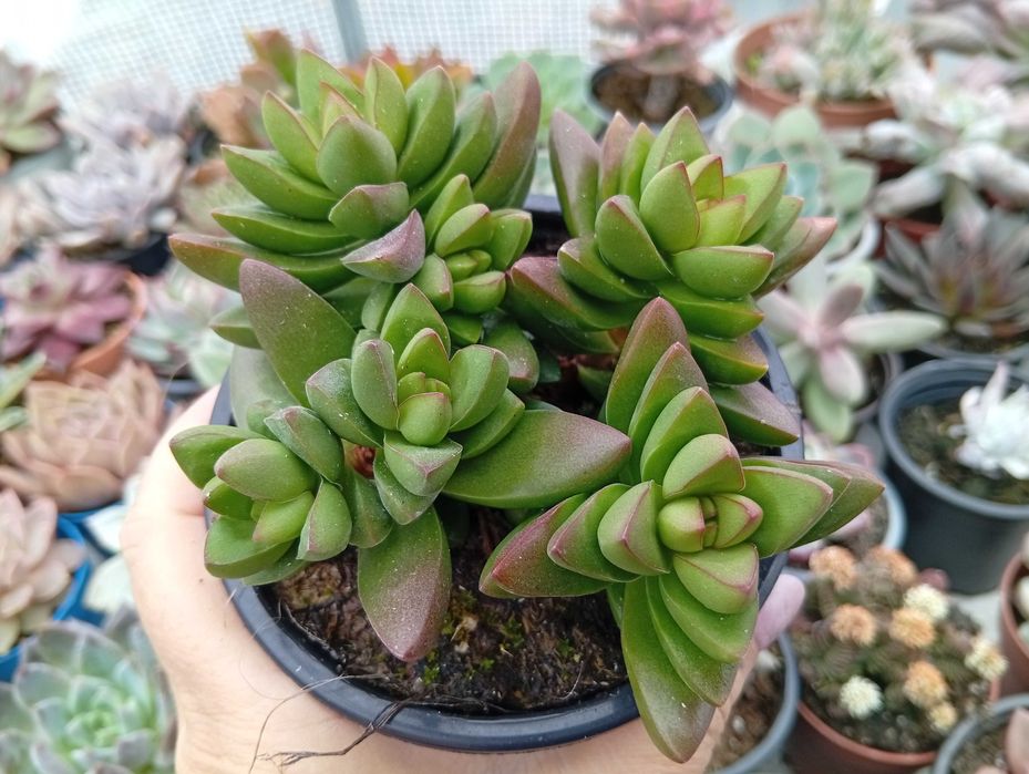 Suculentas várias espécies