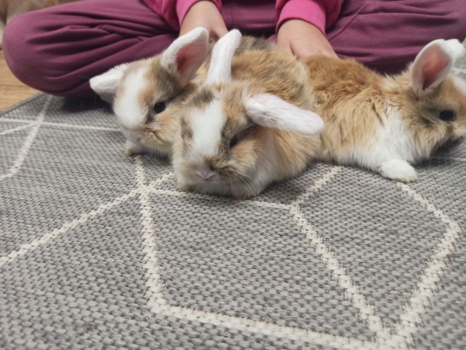 Królik miniaturek - baranek