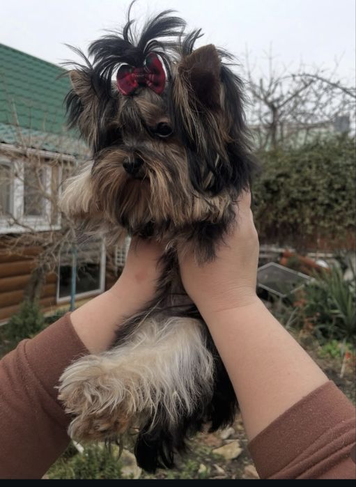 Йорки мини девочка