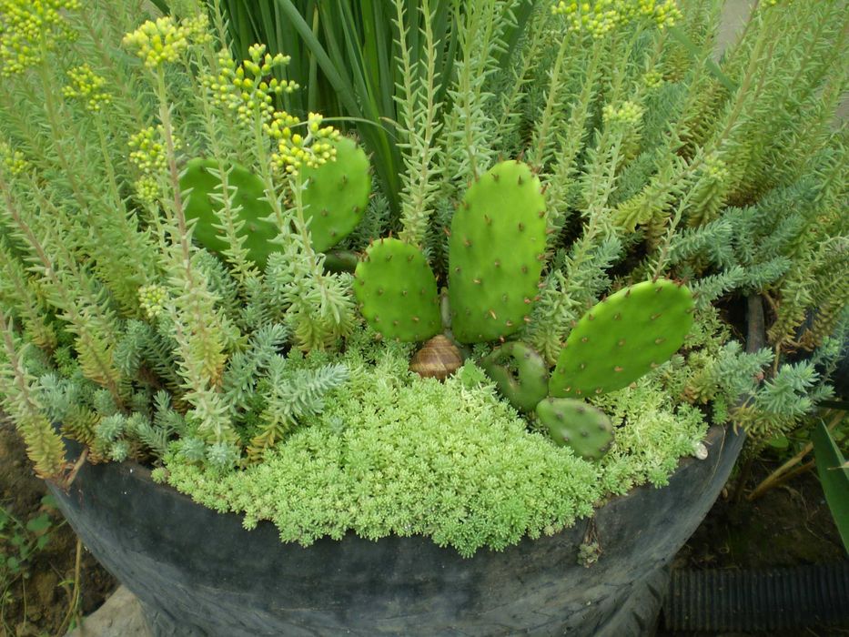 Опунция уличная - листики с корнями