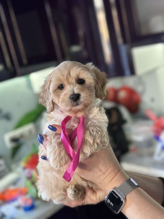 Мальтипу девочка 2.5 месяца