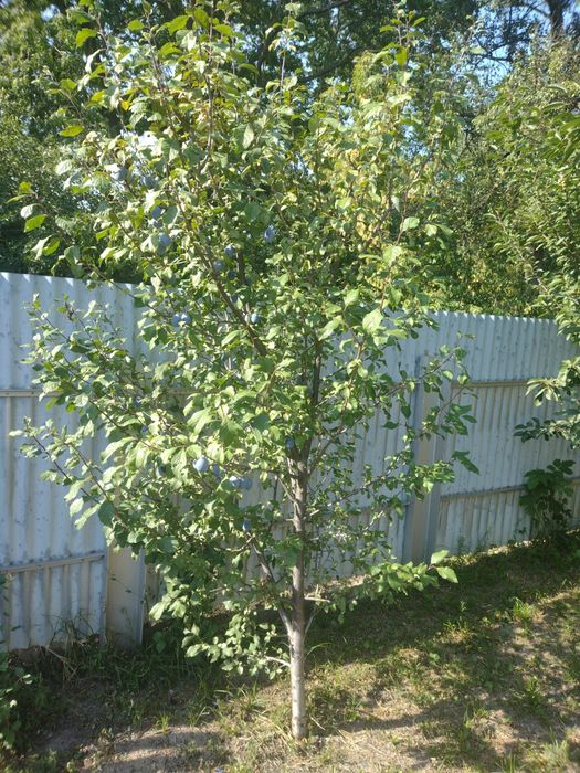 Продам саджанці сливи сорту угорка та зімниця