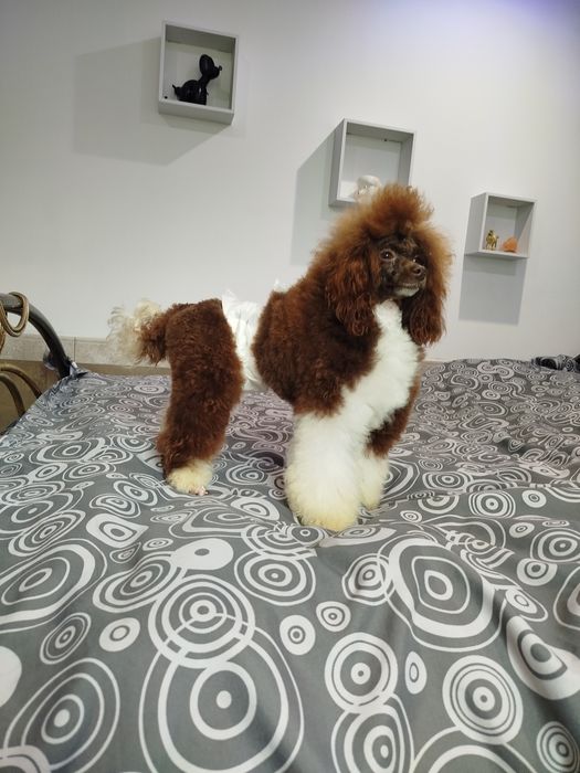 Pudel toy wielobarwna sunia biało brązowa