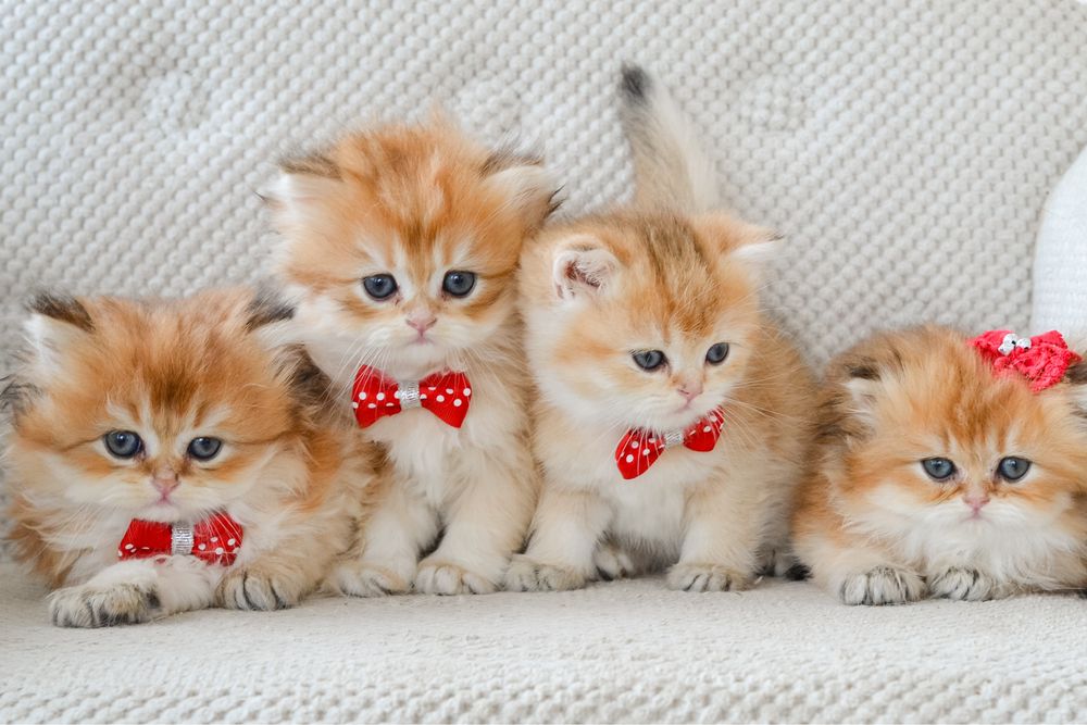 Золотисті пухнастики