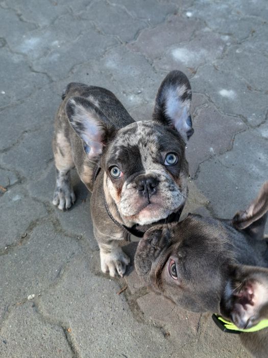 Харизматична француженка