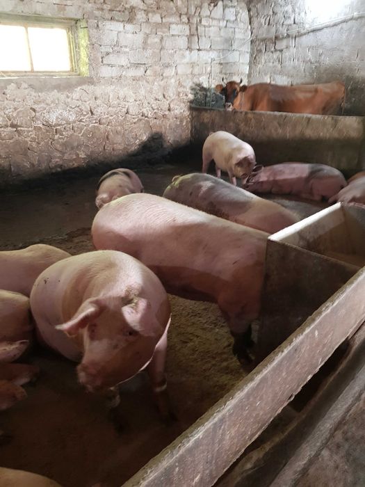 Продаєм свині, трьохпородний гібрид, вага 160-200