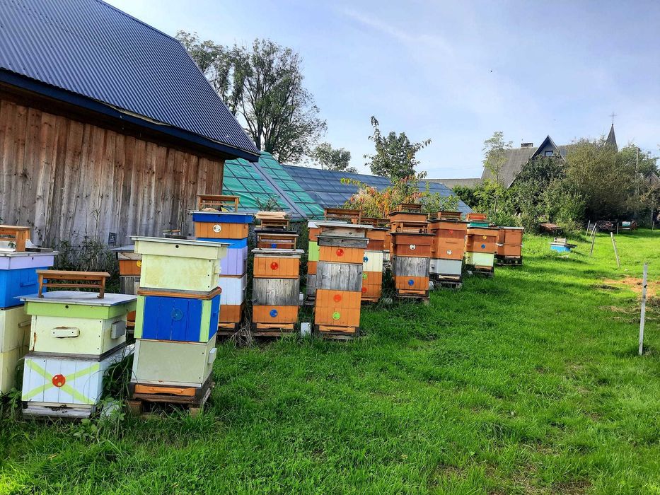 Rodziny pszczele – wiosna 2026 - pszczoły