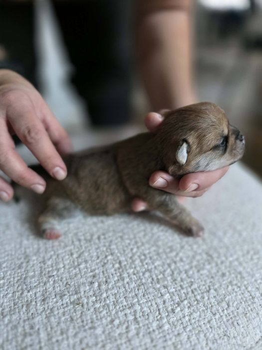 *Abigeil* Sunia chihuahua xs