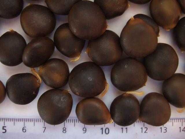 Семена бундук кентуккийский