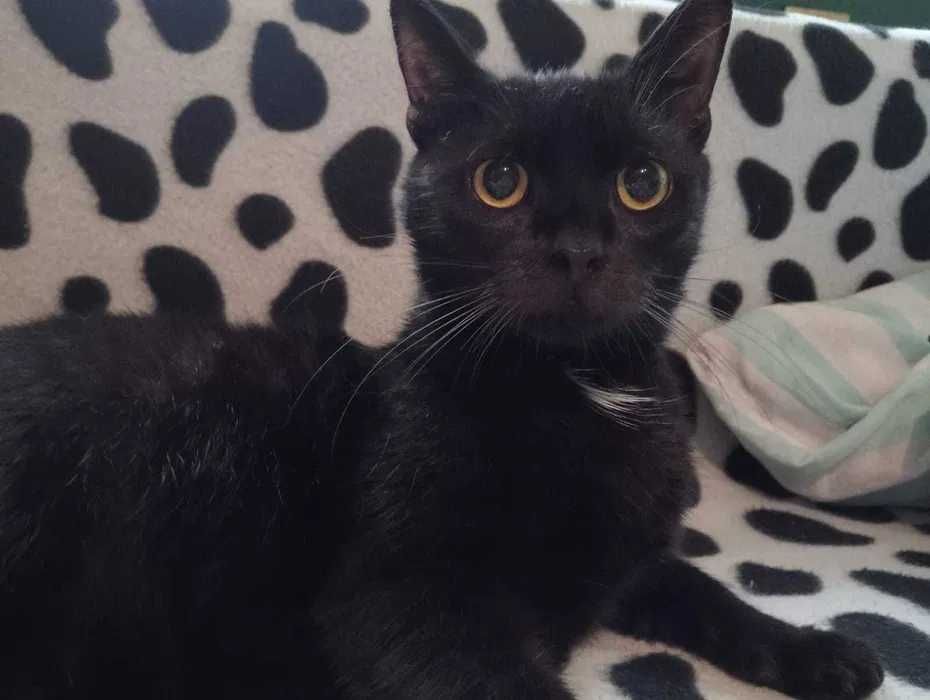 BONIEK – kot, który przeżył dzięki ludzkiej miłości.