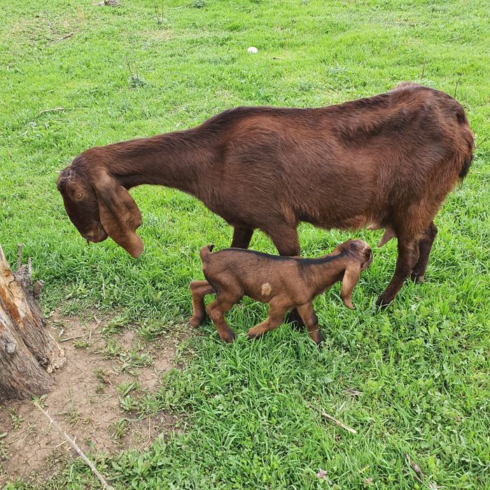 Котная Коза нубо камори %