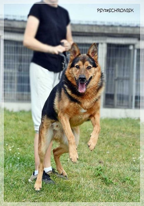 Energiczny Clark szuka domu