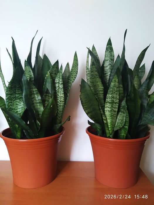 Вазон Сансевєрія