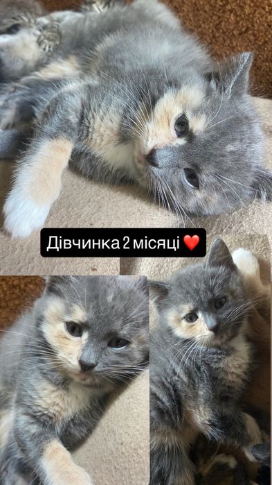 Кошенята шукають сімʼю (Чернігів ЦУМ ! ЦЕНТР)