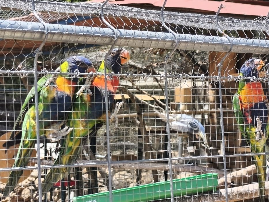 Alguns Loris fêmea
