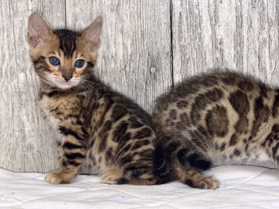 Бенгальські кошенята