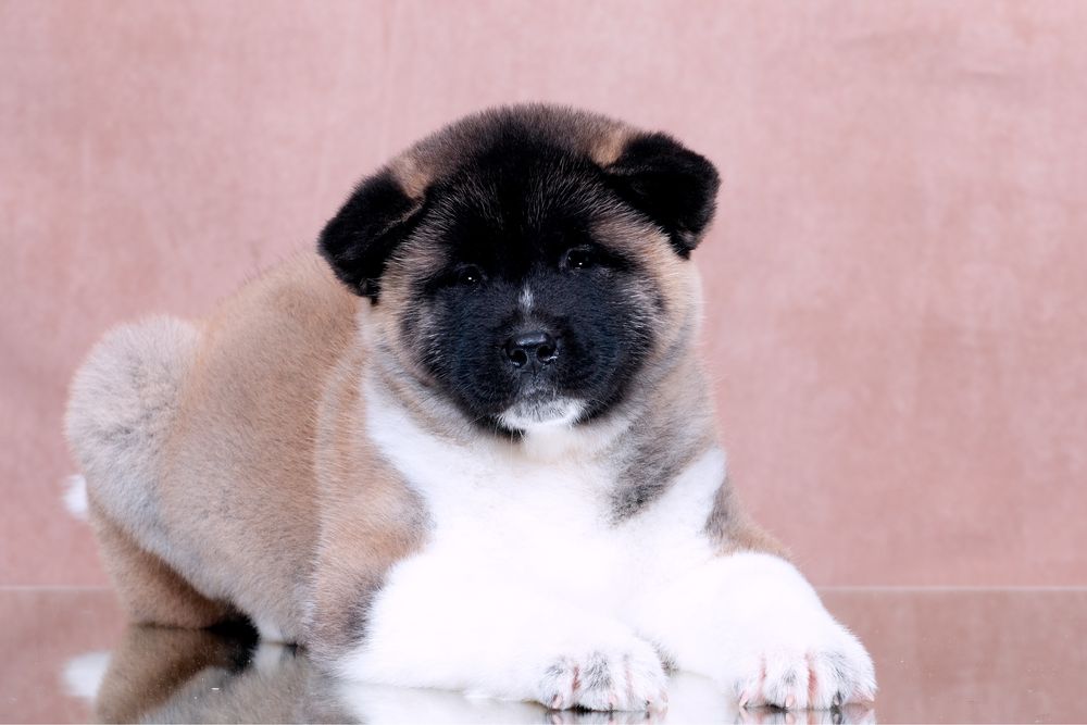 Американскька акіта/ американская акита / american akita