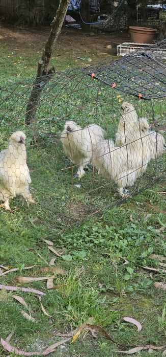 Casais de Silkies Barbudas/ linha USA