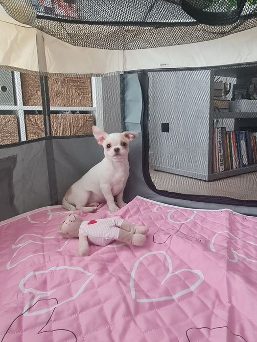 Excelente mini menino Chihuahua/Chiuaua LinhagemRussa de Qualidade