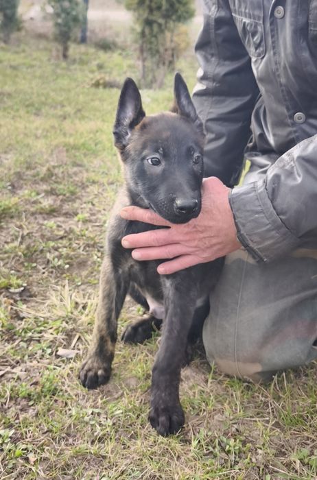 Продам цуценята Голландської вівчарки.  Я не Малінуа, я Хердер