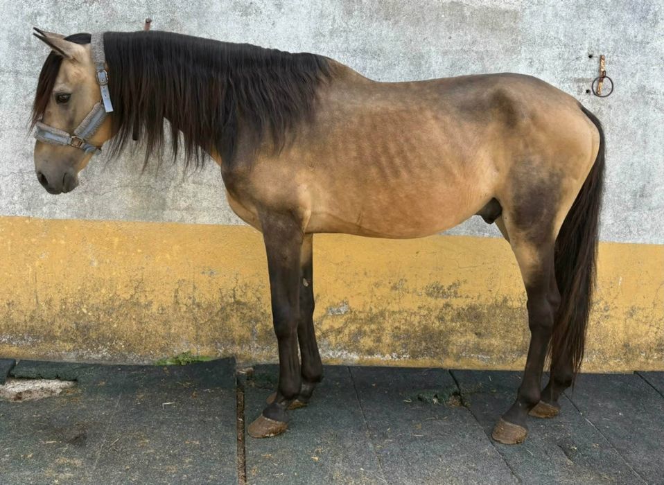 Vendo cavalo puro sangue lusitano