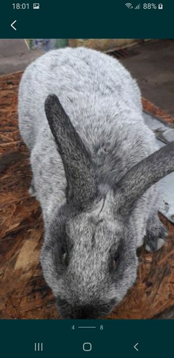 Серебро термон белый