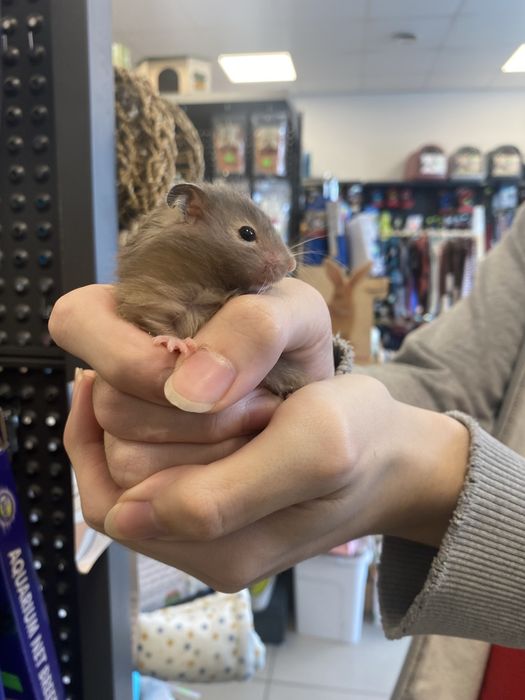 Chomik syryjski szary krótko włosy i długowłosy zooanimals