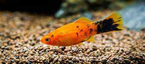 Platys varios tamahos