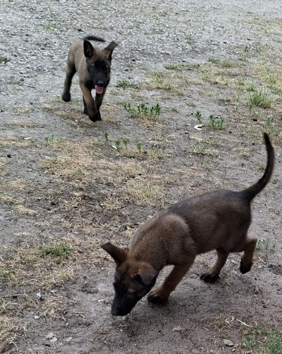 Owczarek belgijski Malinois