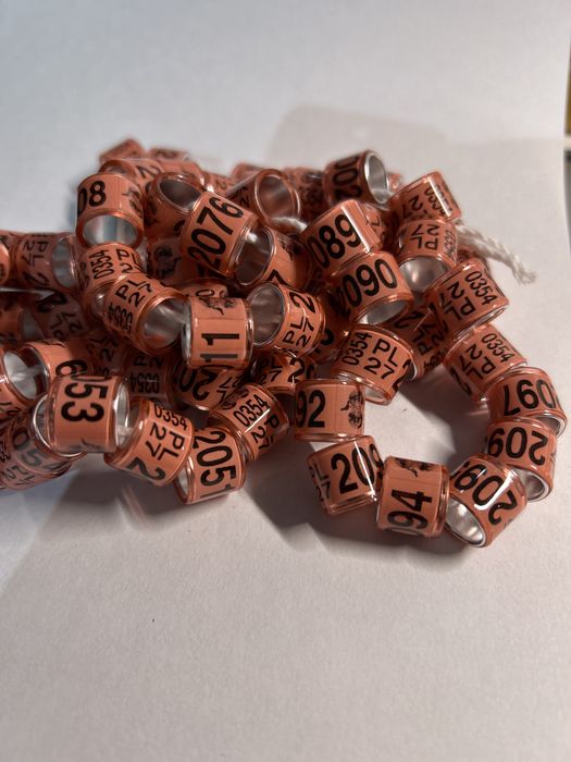 Obraczki ba golebie staropolskie 9,10 mm na rok 2027