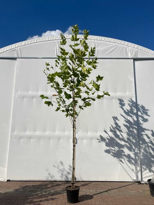 Platan klonolistny Platanus acerifolia - okazałe drzewa alejowe