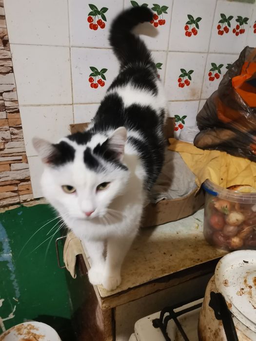 Котик в Добрі руки
