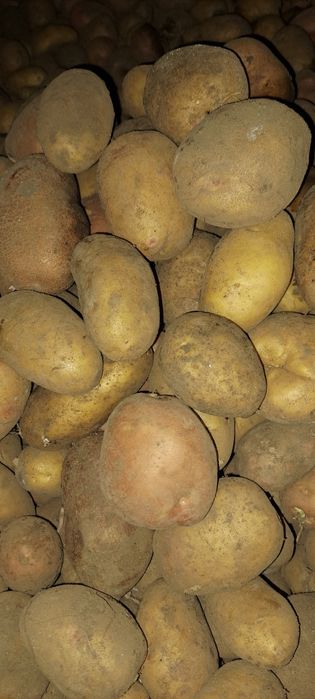 Картопля харчова!