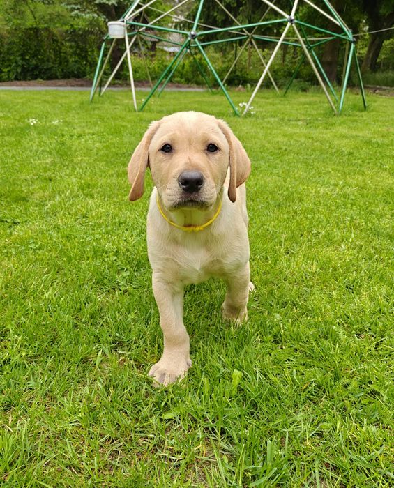 Cudowny piesek labrador - metryka ZKwP. FCI
