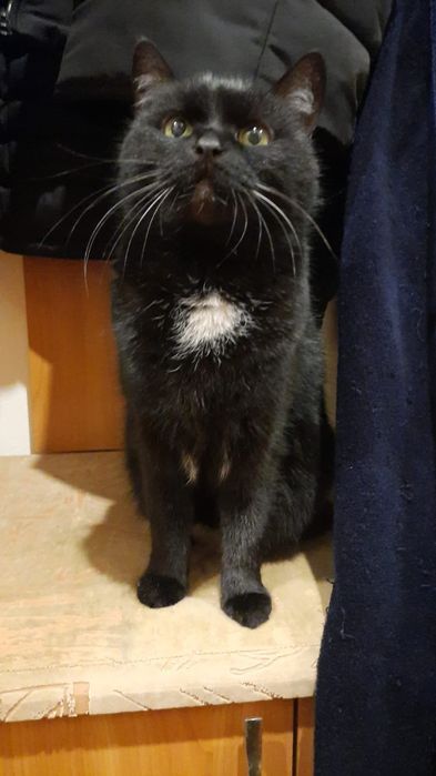 Віддамо в добрі руки