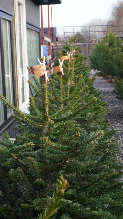 Продаж Ялиць Нордмана Данія жива від 1,5 метра до 2,20 метрів