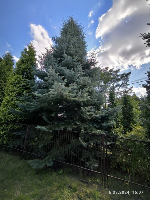 Drzewo iglaste duże XXXL