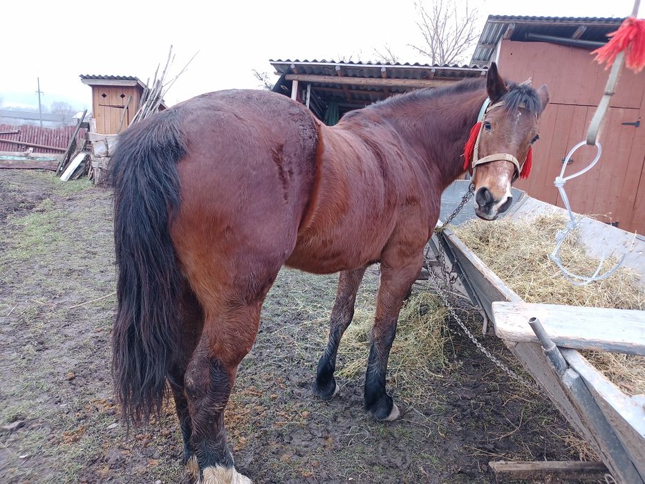 Продам кобилу   .