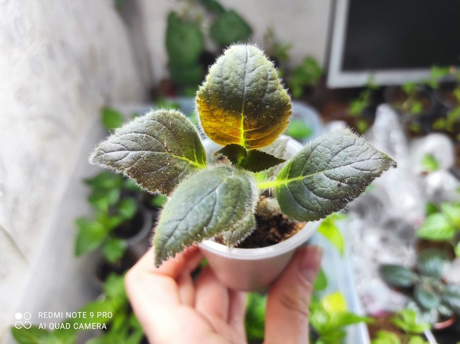 Колерія Ni's Lima