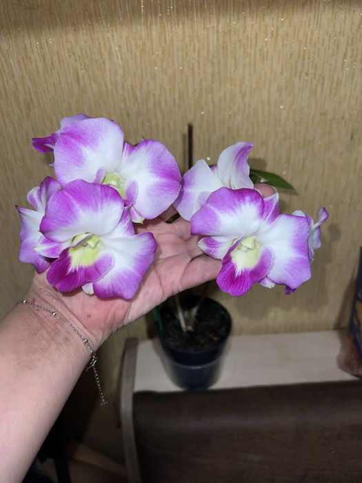 Орхидея. Дендробиум Dragon King.