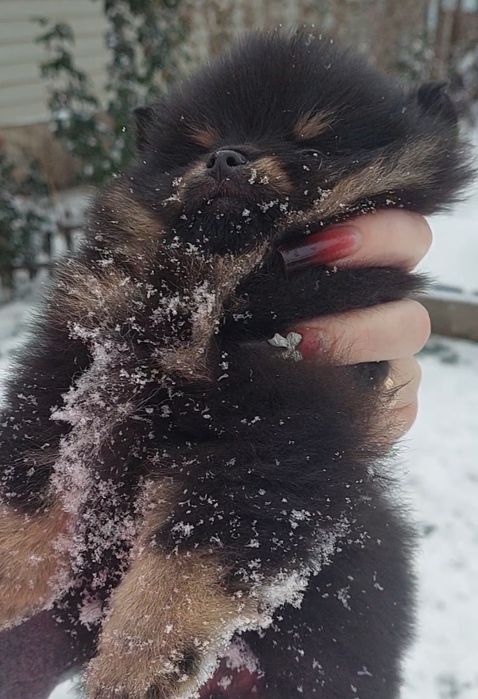 Мини мальчик померанчик