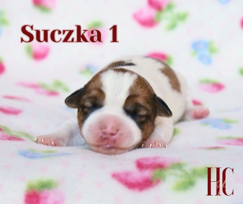 Suczka szorstkowłosa TRIXIE Jack Russell Terrier ZKWP FCI